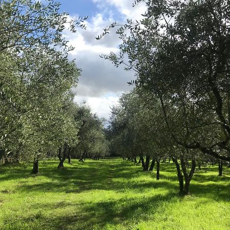 Agriturismo Podere I' Caldino Troghi エクステリア 写真